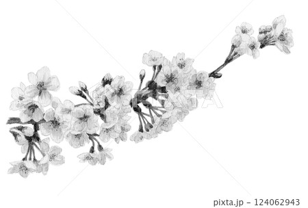 水墨画風桜/ソメイヨシノの枝 水墨画風桜/ソメイヨシノの枝 124062943