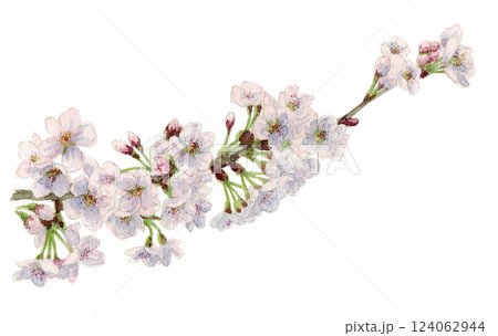 アナログ水彩桜／ソメイヨシノの枝 124062944