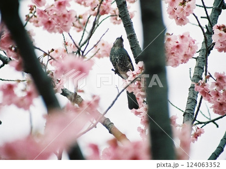 満開の桜の木の間で上を見上げるヒヨドリのフィルム写真 124063352
