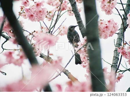 満開の桜の木の間で枝を突くヒヨドリのフィルム写真 124063353