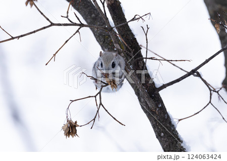 エゾモモンガ 124063424