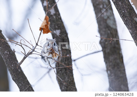 エゾモモンガ 124063428