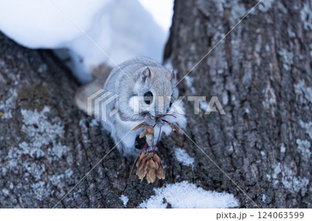 エゾモモンガ エゾモモンガ 124063599