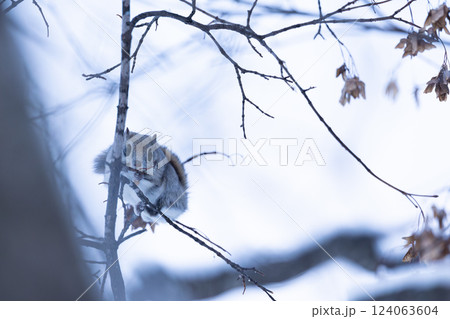 エゾモモンガ 124063604