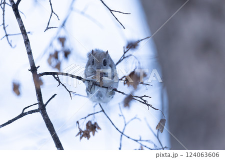 エゾモモンガ 124063606