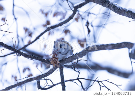 エゾモモンガ 124063735