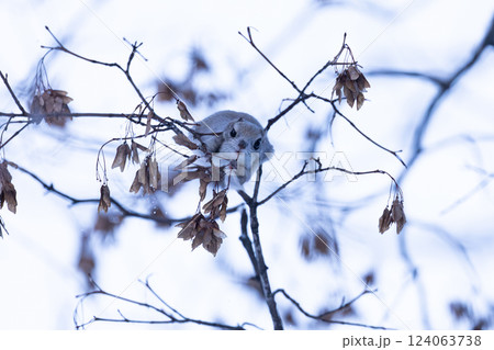 エゾモモンガ エゾモモンガ 124063738