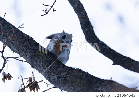 エゾモモンガ 124064043