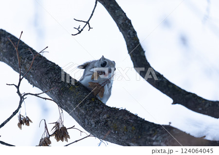 エゾモモンガ エゾモモンガ 124064045