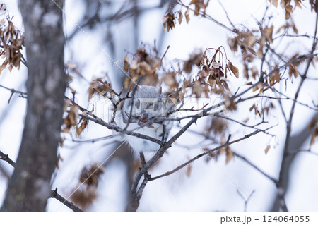 エゾモモンガ 124064055