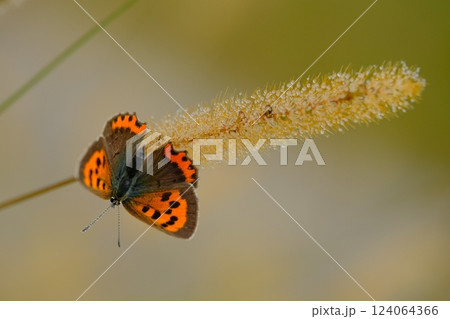 朝露とベニシジミ 124064366