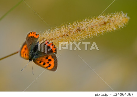 朝露とベニシジミ 124064367