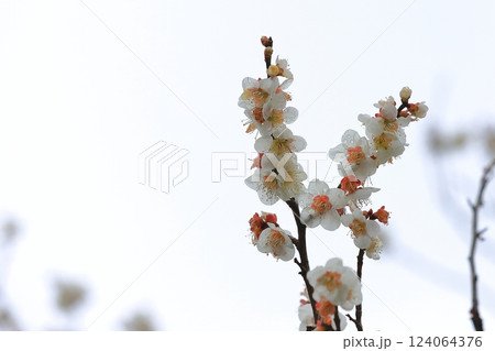 春の訪れを告げる梅の花 124064376