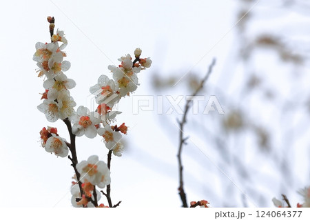 春の訪れを告げる梅の花 春の訪れを告げる梅の花 124064377