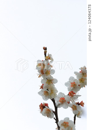 春の訪れを告げる梅の花 春の訪れを告げる梅の花 124064378
