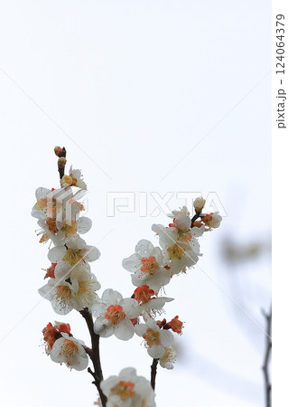 春の訪れを告げる梅の花 124064379