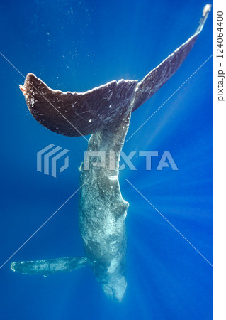 ザトウクジラ ザトウクジラ 124064400