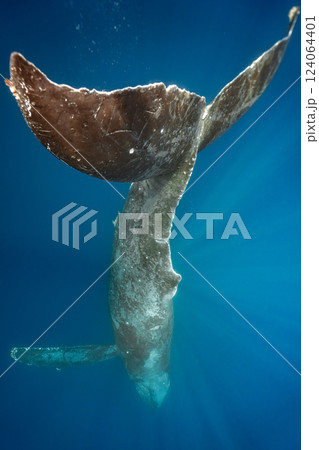 ザトウクジラ ザトウクジラ 124064401