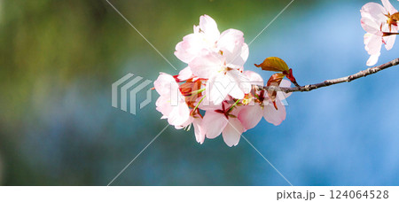 ヤマザクラが咲く5月の北海道らしい春の風景 124064528