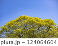 春の若葉 124064604