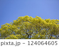 春の若葉と青い空 124064605