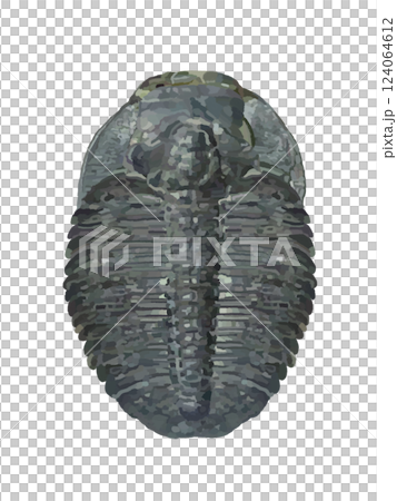 Fossils (trilobites) Fossils (trilobites) 124064612