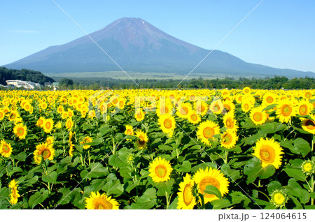 花の都公園よりひまわりと富士山 花の都公園よりひまわりと富士山 124064615