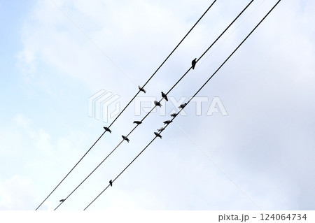 Silhouette birds on wire cable against blue sky Silhouette birds on wire cable against blue sky 124064734
