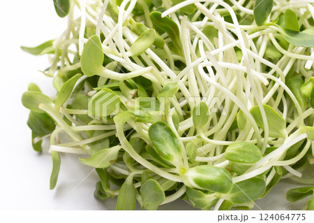 Sunflower Sprout on white background. Sunflower Sprout on white background. 124064775