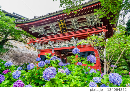 茨城 雨引観音　紫陽花の咲き誇る仁王門　 124064852