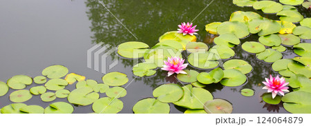 Beautiful water lily. Lotus pond 124064879