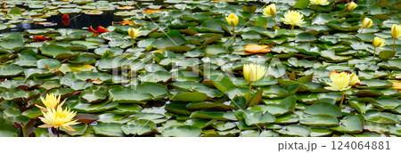 Beautiful water lily. Lotus pond Beautiful water lily. Lotus pond 124064881