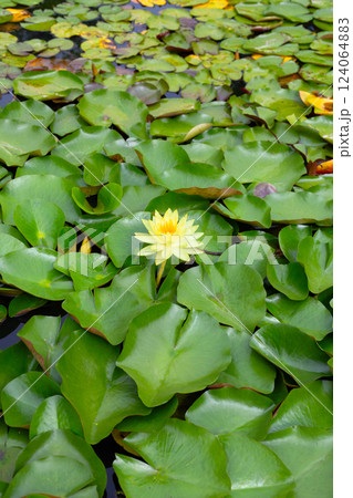 Beautiful water lily. Lotus pond Beautiful water lily. Lotus pond 124064883