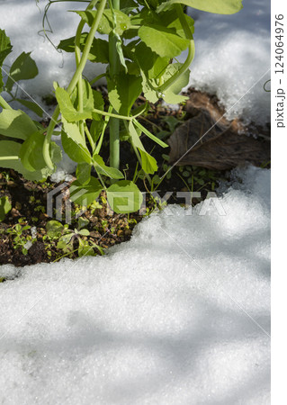 畑の残雪 124064976