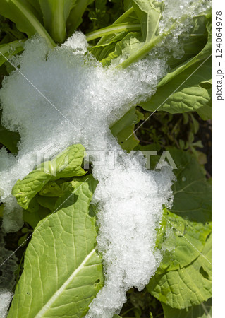 畑の残雪 124064978