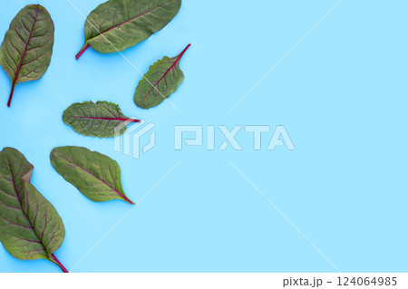 Swiss chard on blue background. Baby leaf swiss chard 124064985