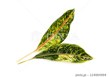 Colorful aglaonema leaves on white background. 124064994
