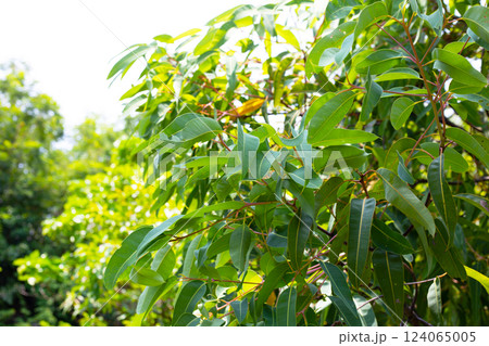 Eucalyptus tree in the park 124065005