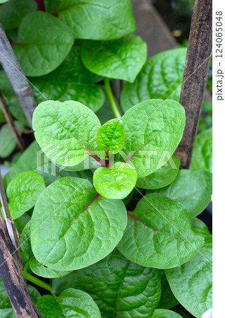 Ceylon spinach or basella rubra linn Ceylon spinach or basella rubra linn 124065048