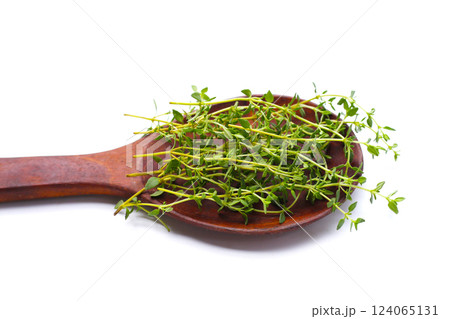 Fresh thyme on white background. 124065131