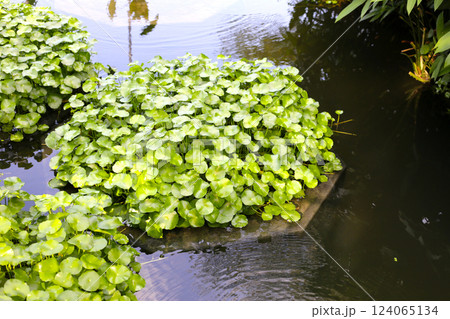 Gotu kola, Asiatic pennywort, Indian pennywort. Water plant in the pond Gotu kola, Asiatic pennywort, Indian pennywort. Water plant in the pond 124065134