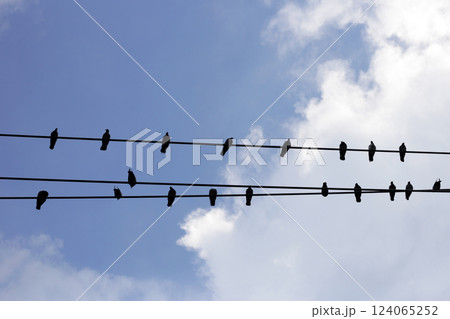 Silhouette birds on wire cable against blue sky 124065252