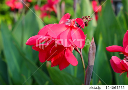 Red canna flower in the garden 124065283
