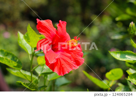 Red hibiscus flower in the garden 124065284