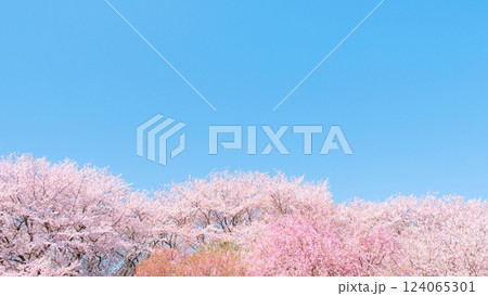 満開の桜と青空 124065301