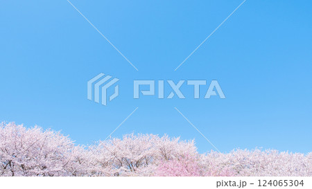 満開の桜と青空 124065304