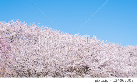 満開の桜と青空 124065308