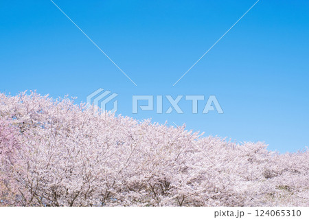 満開の桜と青空 124065310