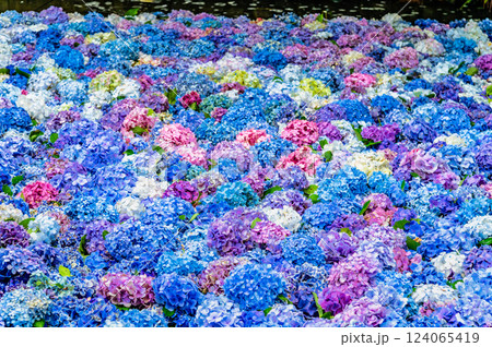 茨城 雨引観音　紫陽花の水中花 124065419