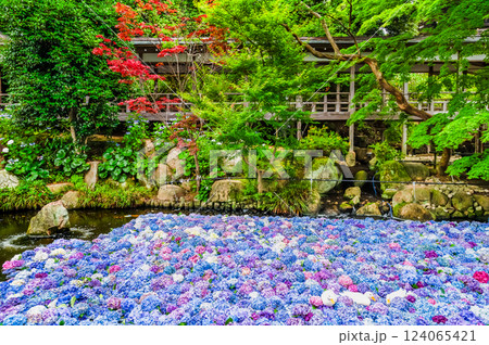 茨城 雨引観音　紫陽花の水中花 124065421